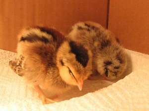 Baby chicks for sale – yes, right here in Menlo Park!