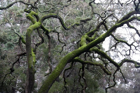 oaks in Menlo Oaks neighborhood of Menlo Park
