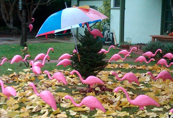 Umbrellas sprout all over Menlo – that includes pink flamingos!