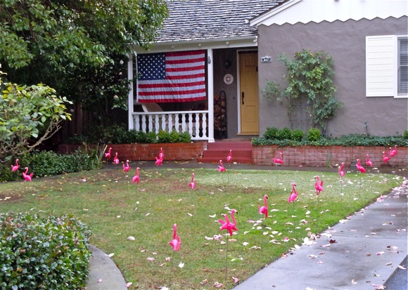 Flock of flamingos with a fundraising purpose
