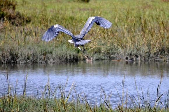 Great Blue Heron takes off at Bedwell Bayfront Park