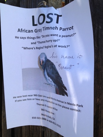 Spotted: Poster for a missing parrot near downtown Menlo Park