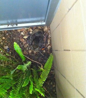 Spotted: Mama Duck on her nest at Laurel School
