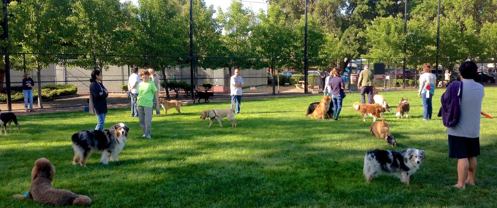 Spotted: Dogs frolicking again at Nealon Park