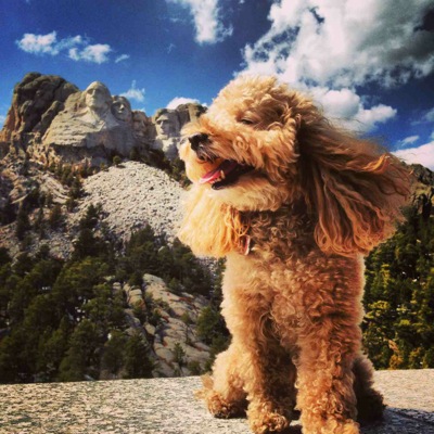 Annabelle – Menlo Park’s majestic poodle – goes on a road trip, visiting American landmarks