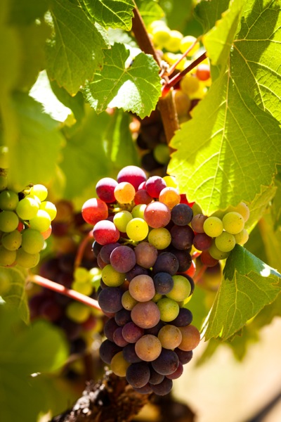 Pinot Noir Grapes at Portola Vineyrads in Portola Valley, CA.