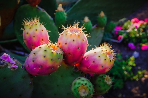 Connie Pasqua’s blooming prickly pear cactus is a treat for all of Menlo to see