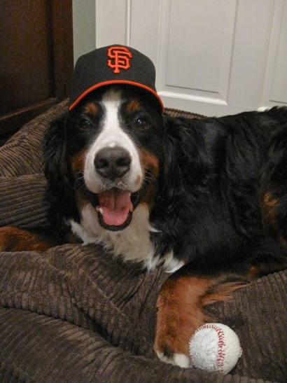 “Go Giants” says this giant of a dog, Cash