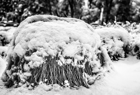 snowy mounds_Irene