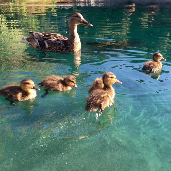 Spotted: New ducklings at Sharon Park lake