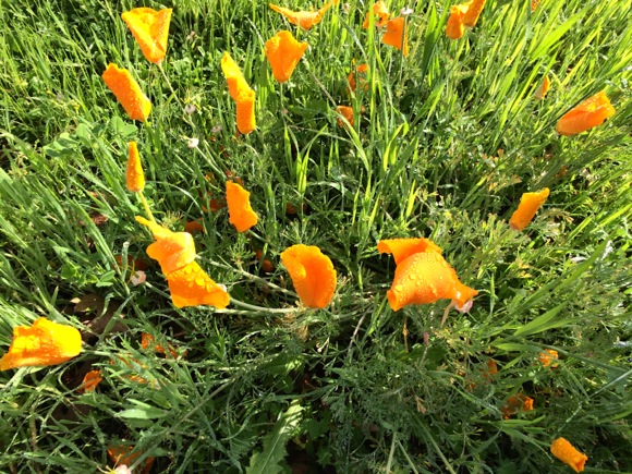 Poppies welcome yesterday’s rain – and today’s sun