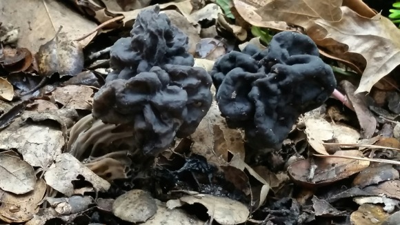 With the rains come “lumpy black things” in one Menlo Park backyard