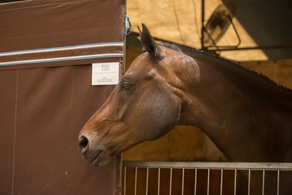 horse looking out of stall