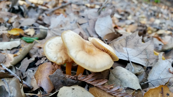 More on the mushrooms popping up all over Menlo Park