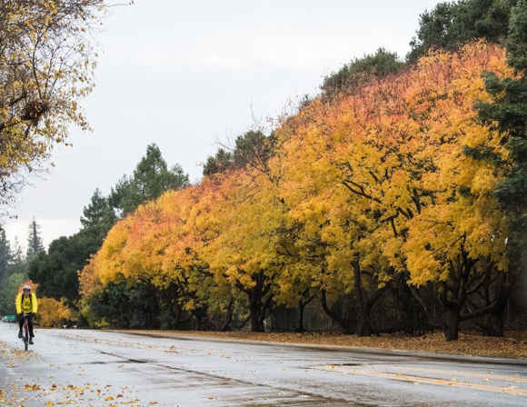 Damp streets mean more rain overnight in Menlo Park