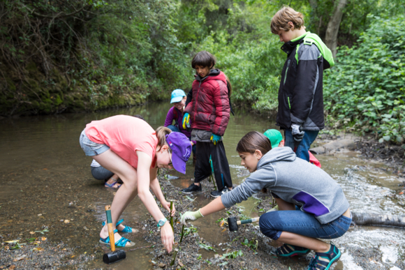 Hillview Environmental Club works to stabilize banks of San Francisquito Creek