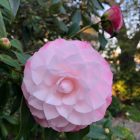Spotted: Beautiful camellia to start the day