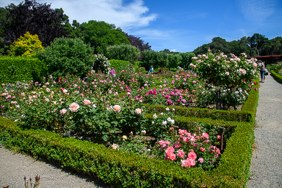 Filoli gardens are once again welcoming visitors - InMenlo