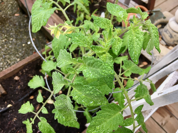 First moisture in awhile falls on Menlo Park
