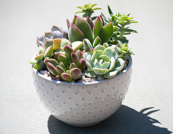 Working with succulents keeps Stacy Bissell’s creative juices flowing