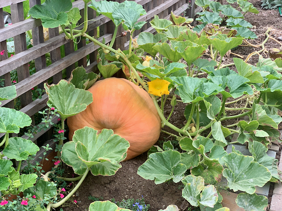 Spotted: First of the season pumpkin
