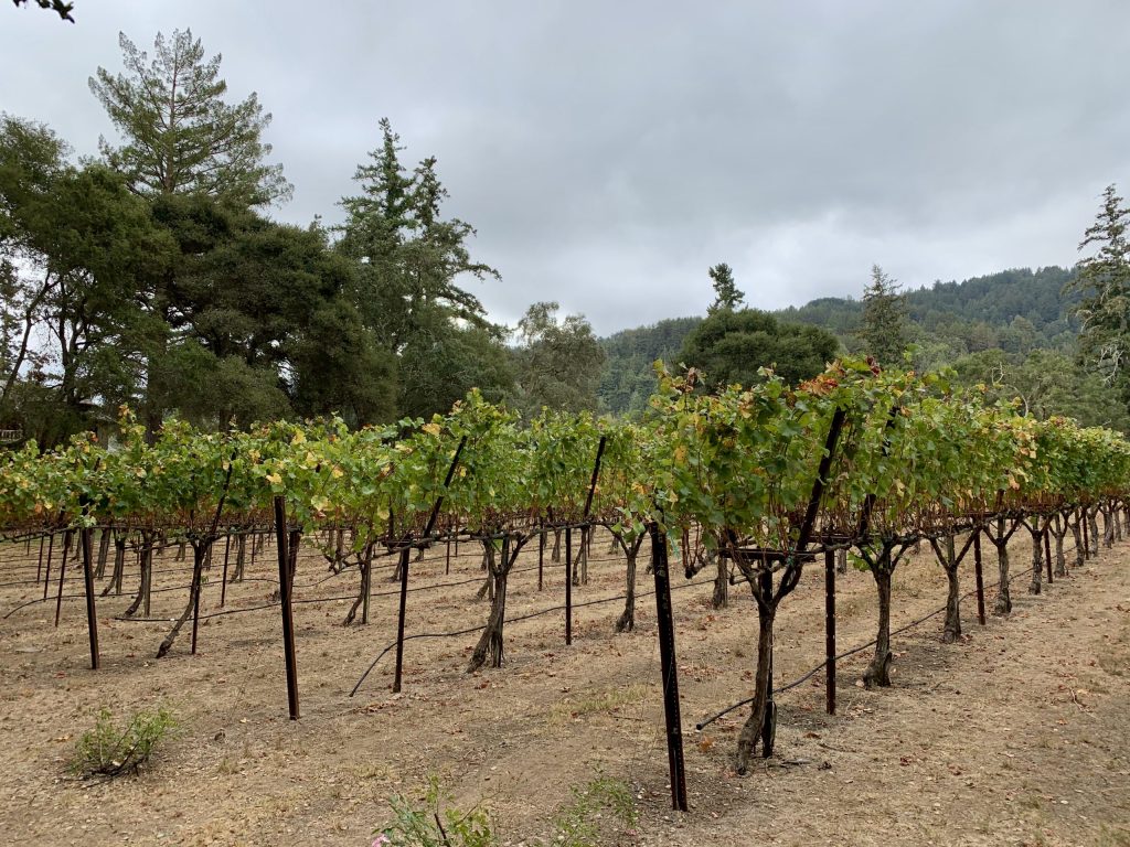 Spotted: Vines starting to change color at Kings Mountain Vineyard