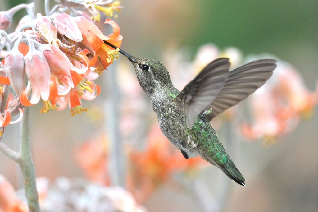 Birds are the focus of Rick Morris’s wildlife photography