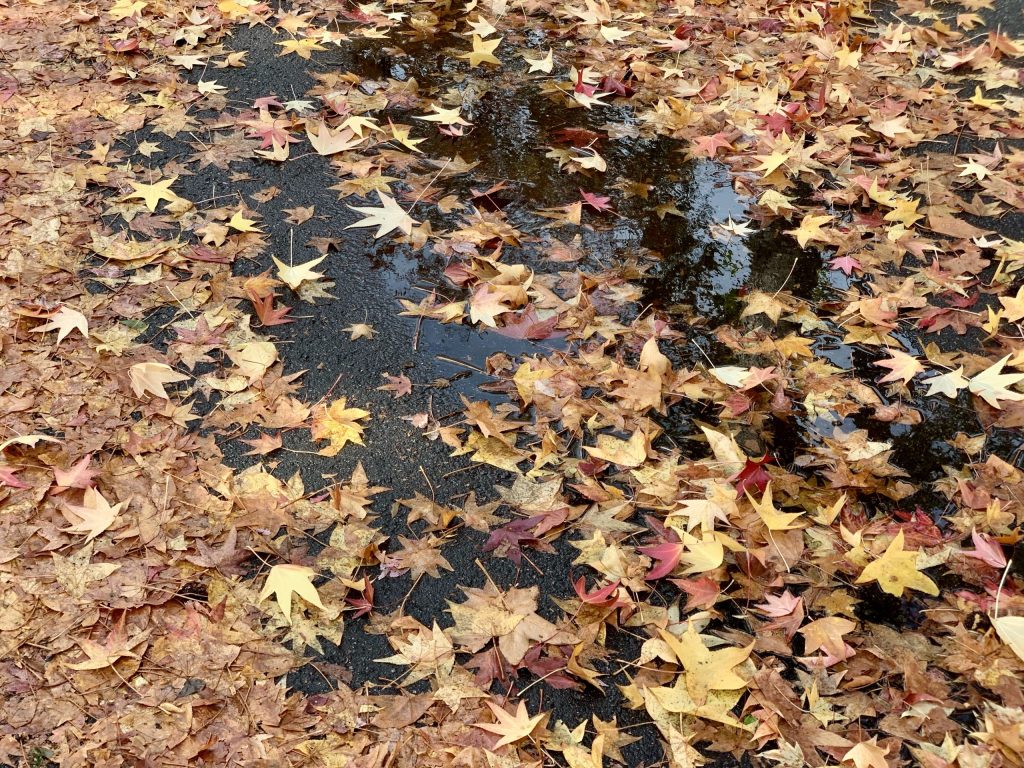 Pick up fallen leaves before they block storm drains