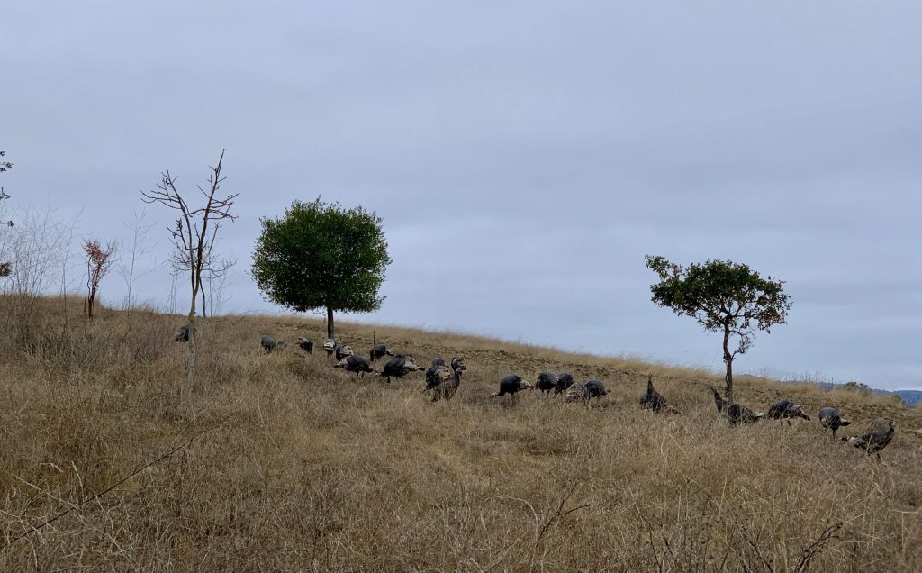 Spotted: Dozens of carefree turkeys