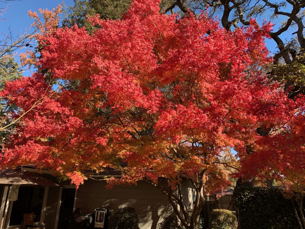 Spotted: Blaze of fall color on the day before Thanksgiving