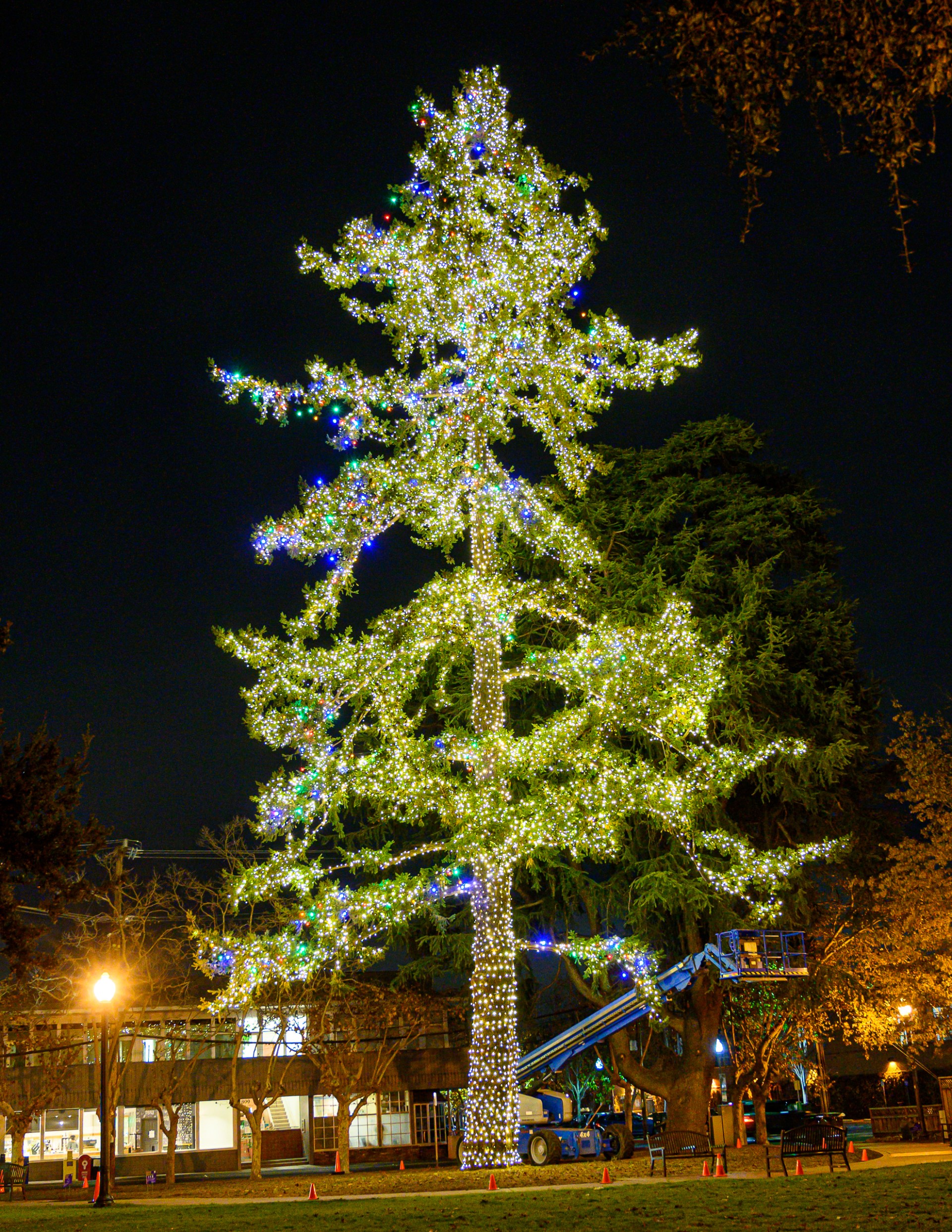 Fremont Park and St. Raymond Church trees light up downtown Menlo Park