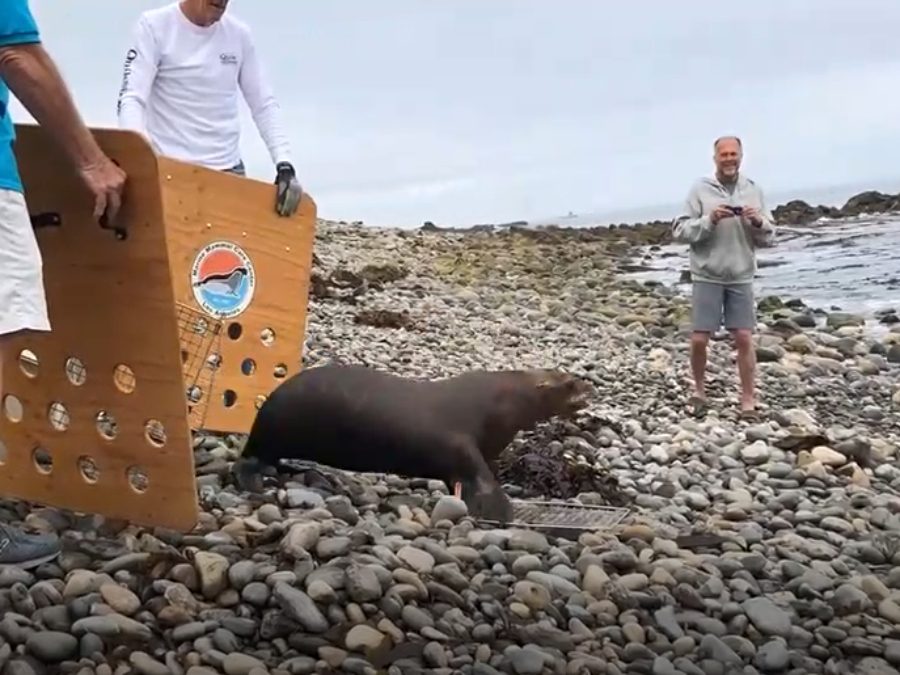 Take a virtual tour of the Marine Mammal Care Center Los