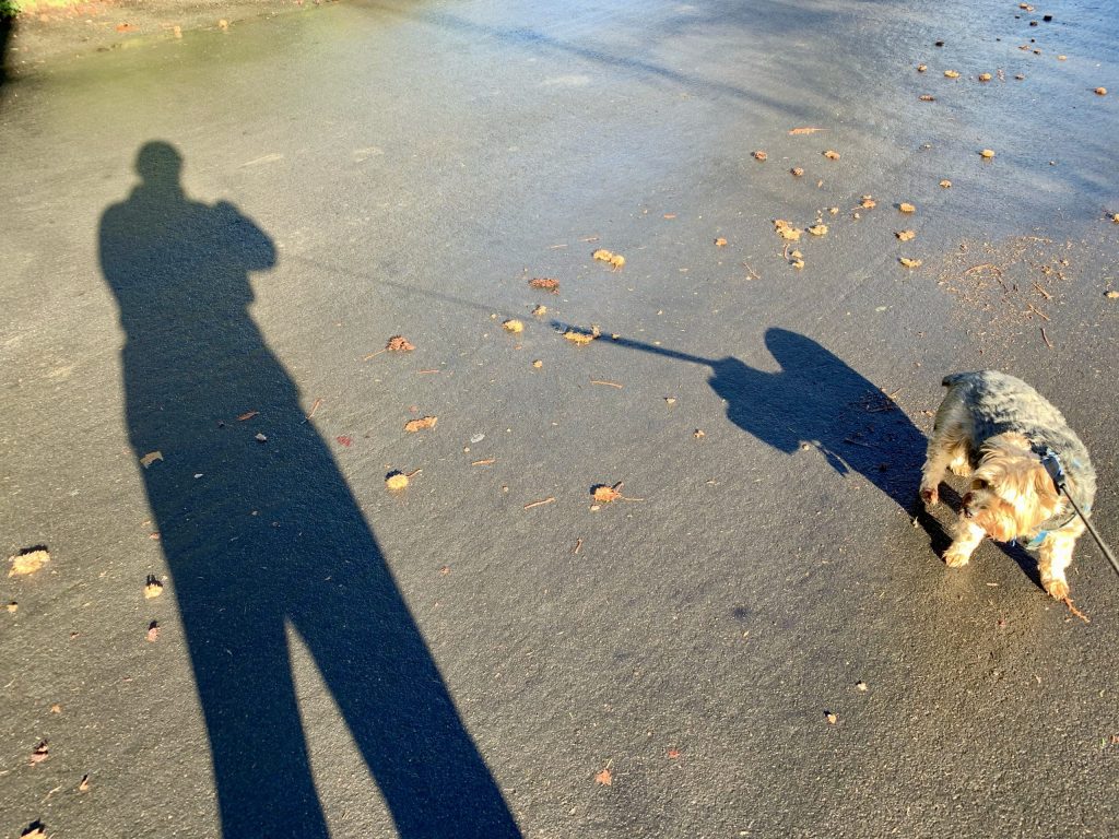 Wet streets and long shadows greet morning walkers