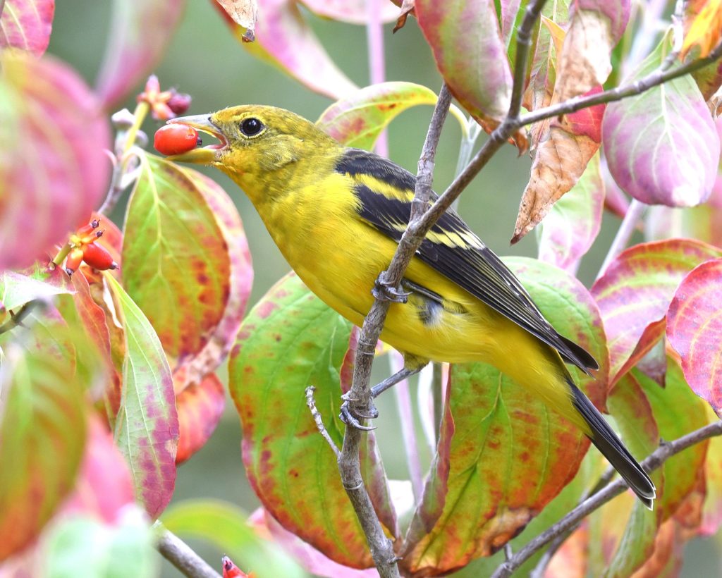 Join the Great Backyard Bird Count from February 12 to 15