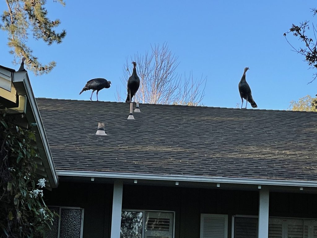 Spotted: Turkeys on the roof of west Menlo Park home