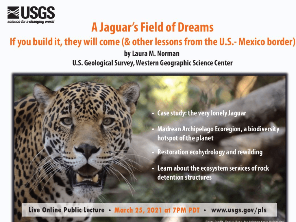 USGS public lecture looks at a very lonely jaguar on March 25
