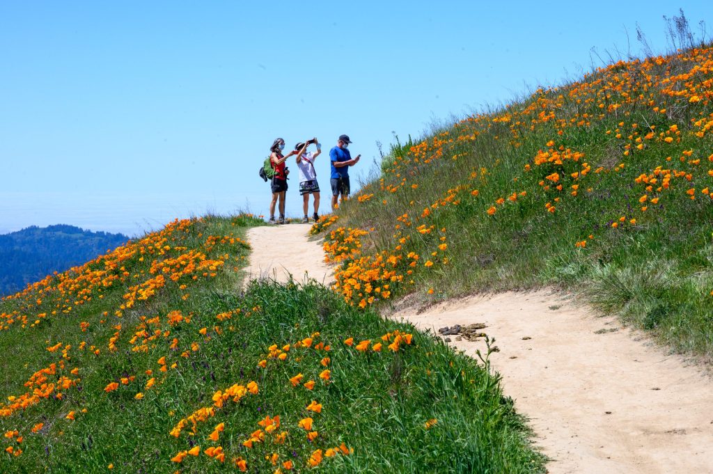 Wildflowers put on a show at Russian Ridge Preserve