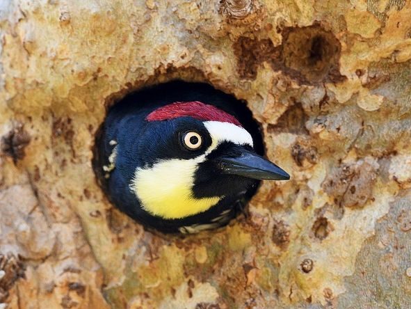 Spotted: Acorn woodpecker at Filoli