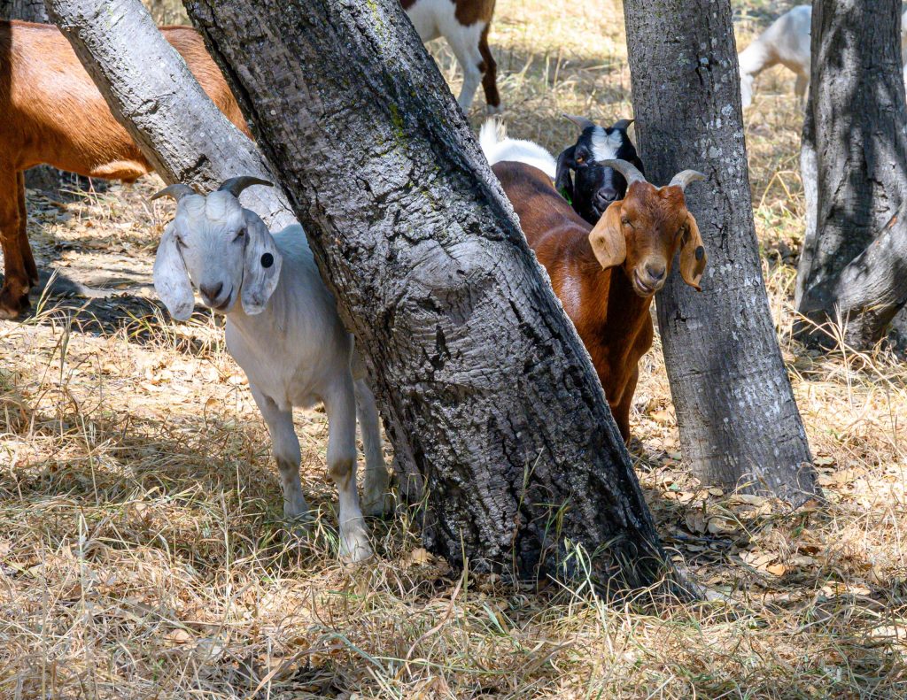 Goats are busy working on Valpo Hill