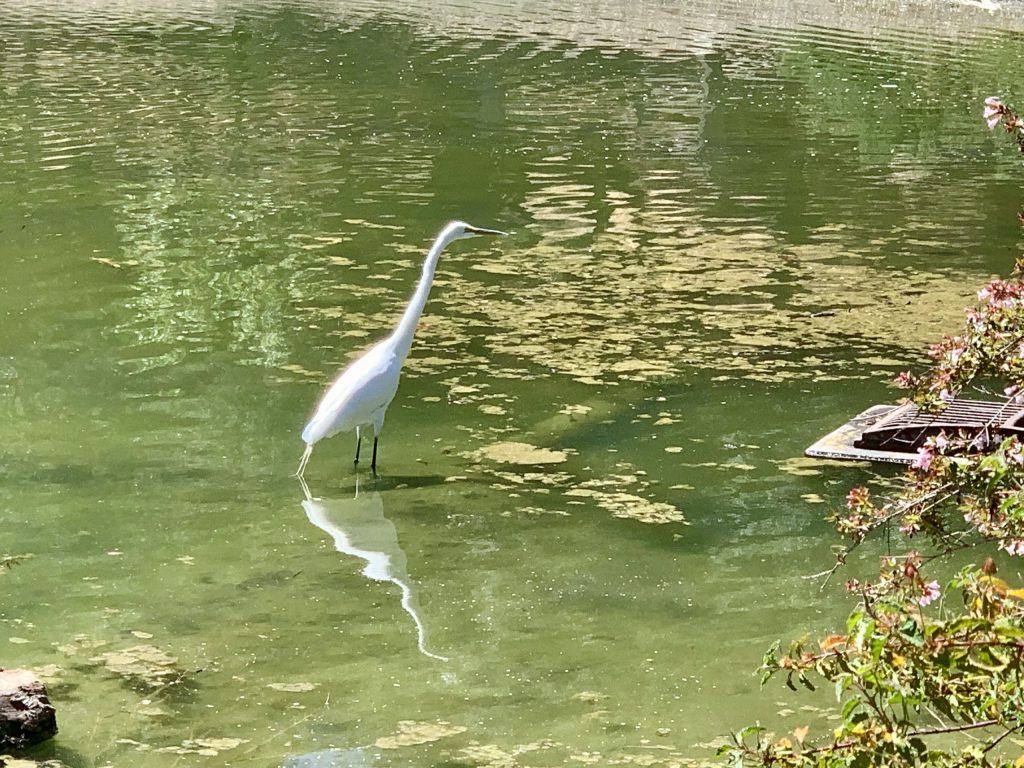Spotted: Snowy egret in pond at Sharon Park