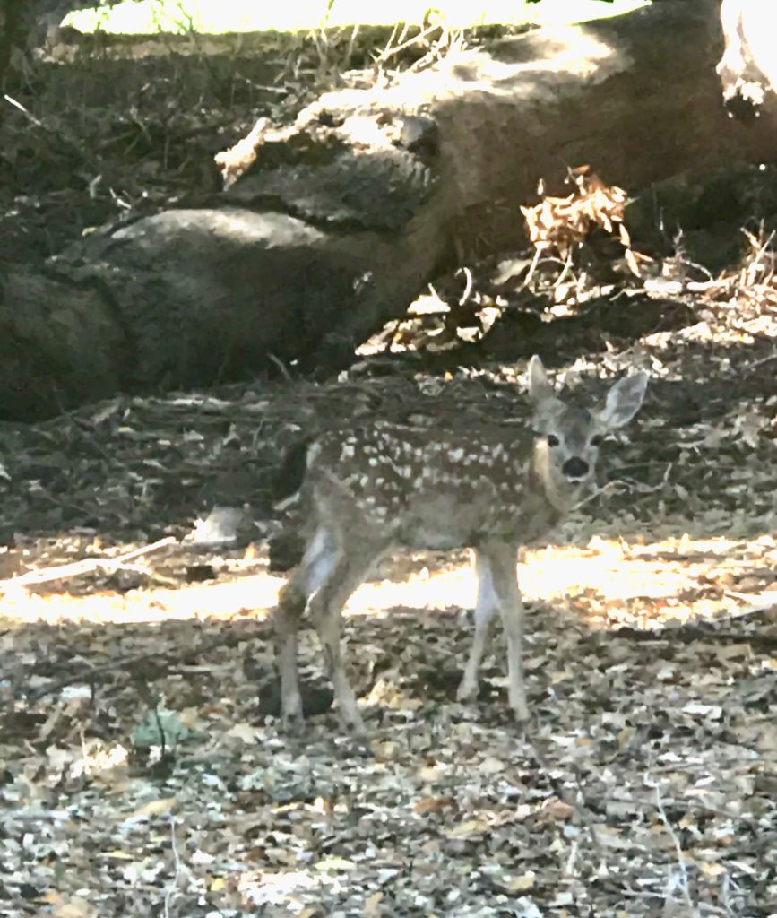 Spotted: Bambi on the Stanford Golf Course