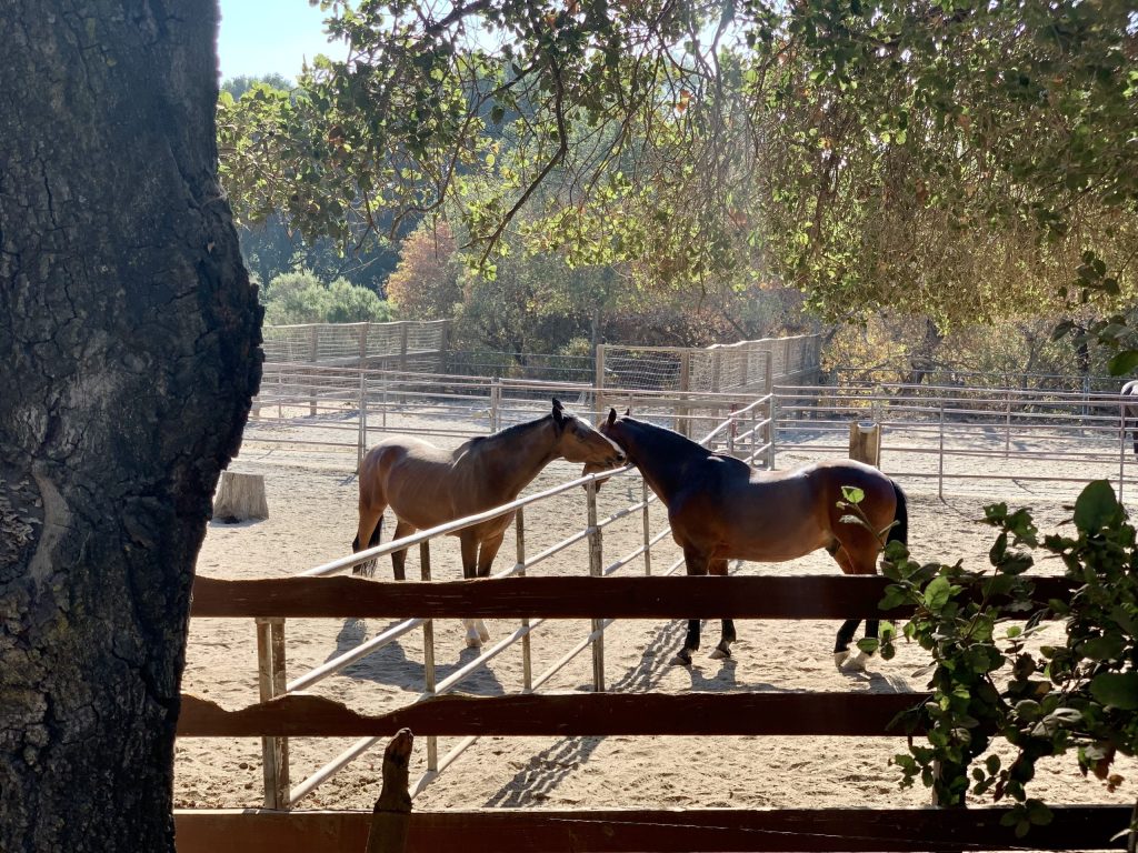 Spotted: Horse buddies giving each other a nuzzle