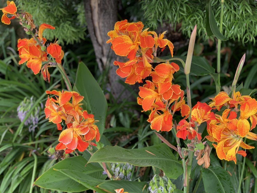 Spotted: Fiery lily on University Drive in downtown Menlo Park
