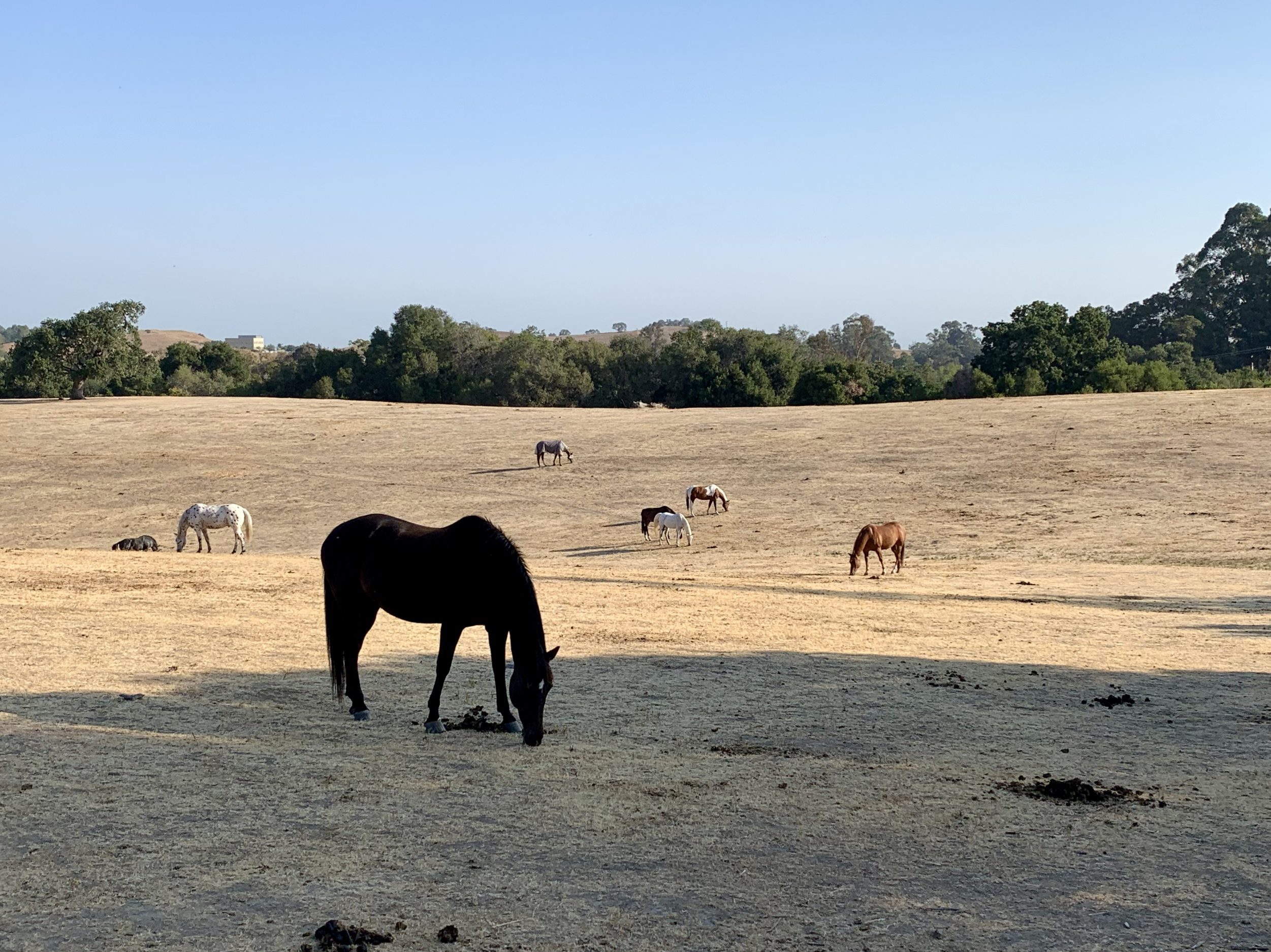 Spotted Horses grazing at b Ranch InMenlo