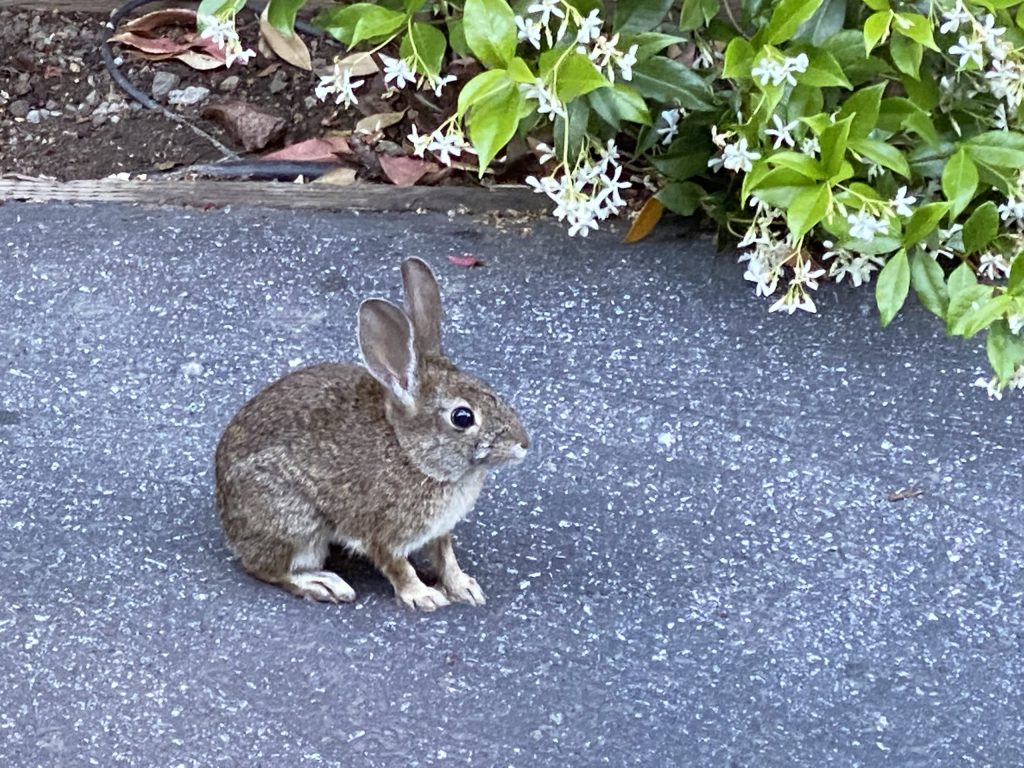 What’s with all the bunnies in Menlo Park?