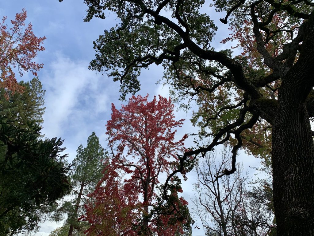 Off and on showers in Menlo Park yield little measurable rain