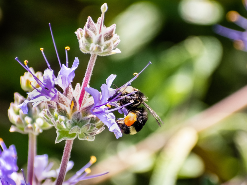 Attracting pollinators is garden topic on December 1