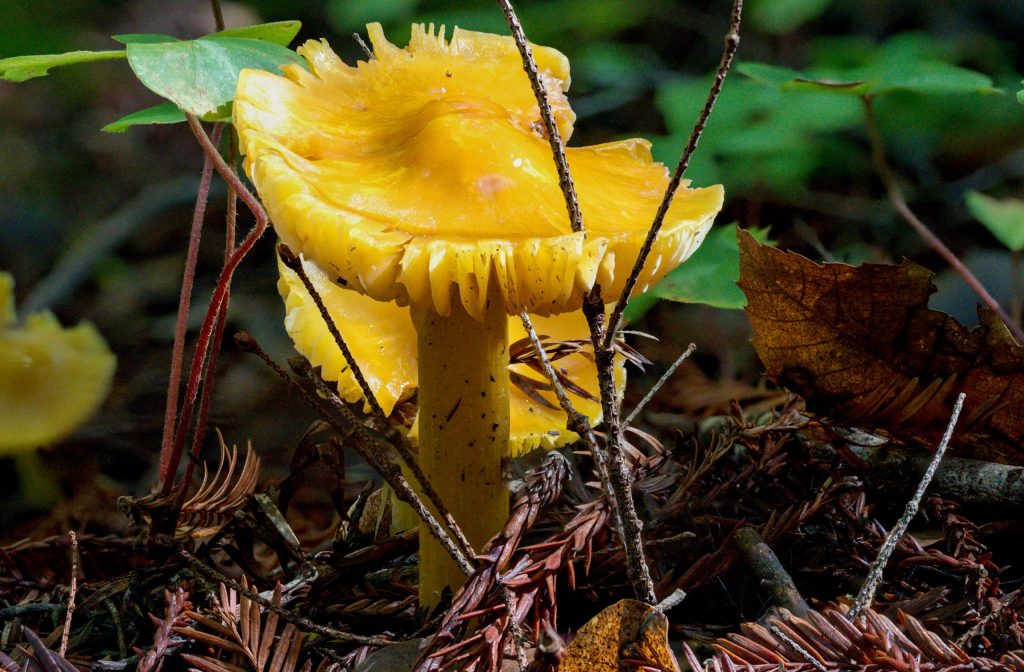 Hiking along the Brook Trail reveals diversity of fungi