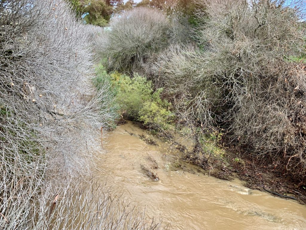 Lots of rain makes for a flowing San Francisquito Creek