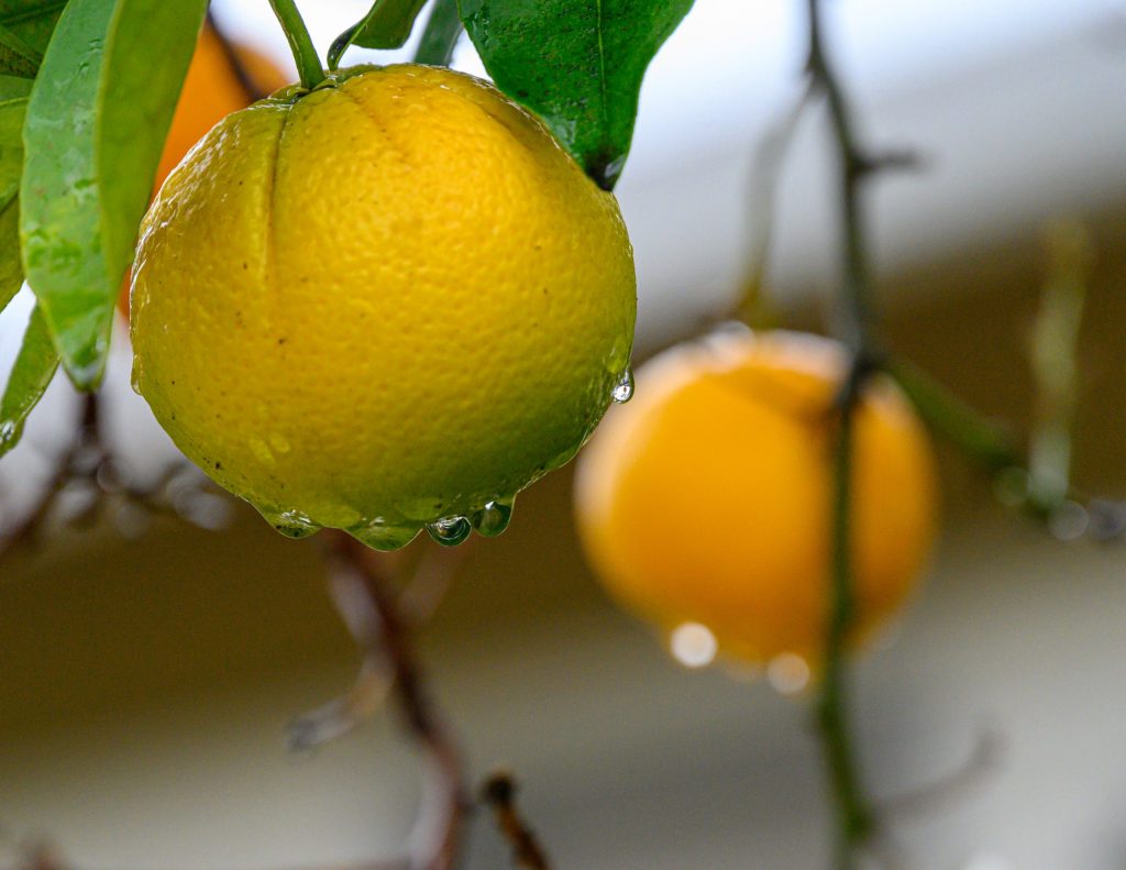 Rain continues to fall on Menlo Park with more expected